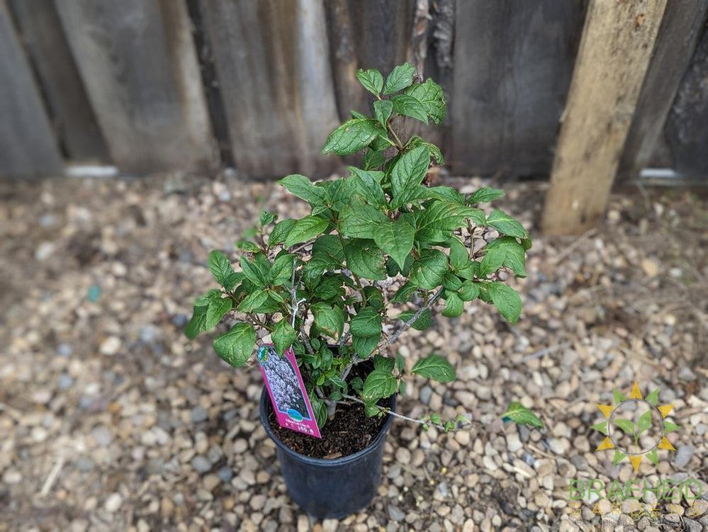 Villosa Late Lilac
