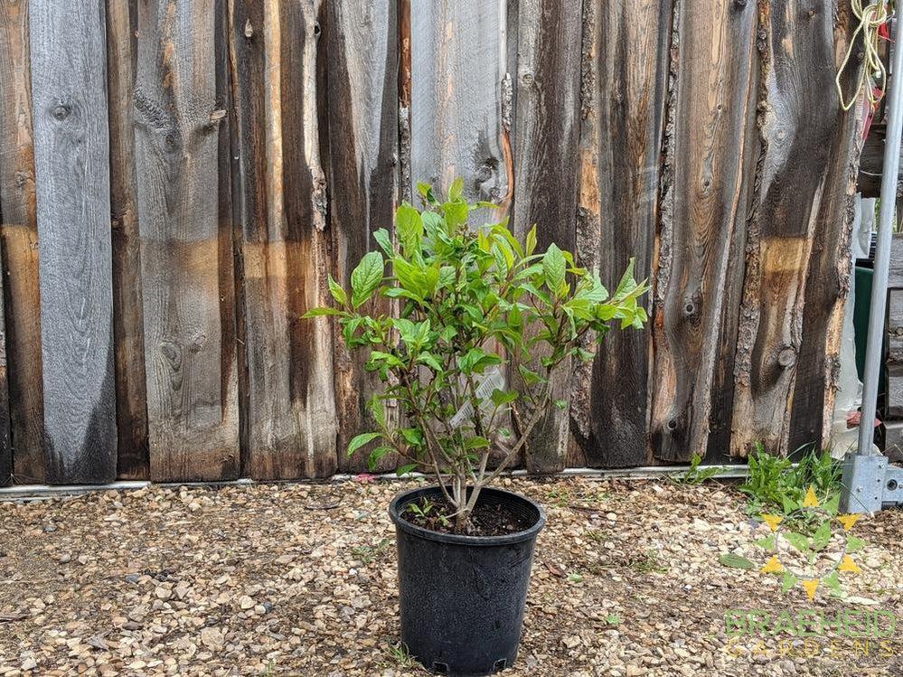Villosa Late Lilac