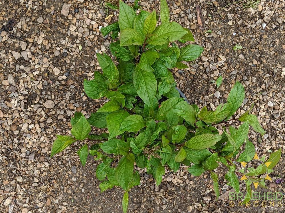 Villosa Late Lilac