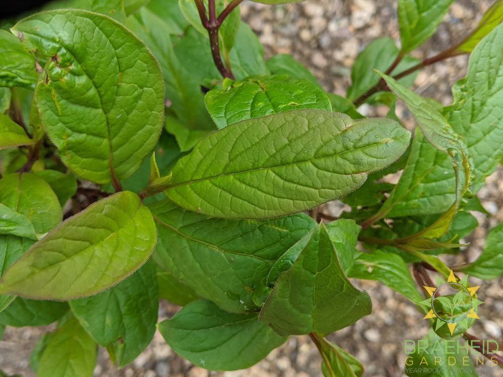 Villosa Late Lilac