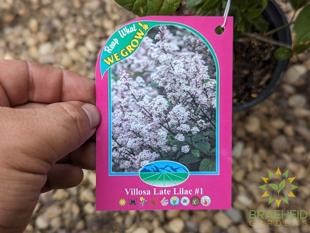 Villosa Late Lilac