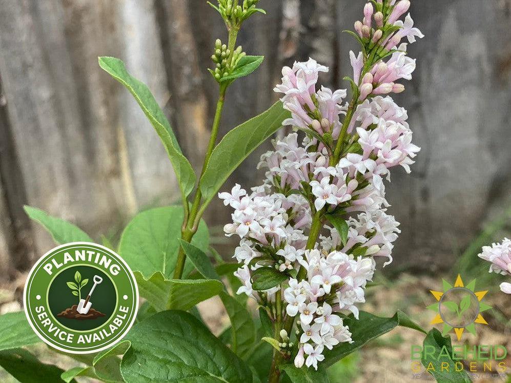 Villosa Late Lilac