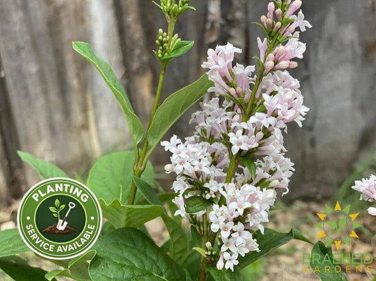 Villosa Late Lilac