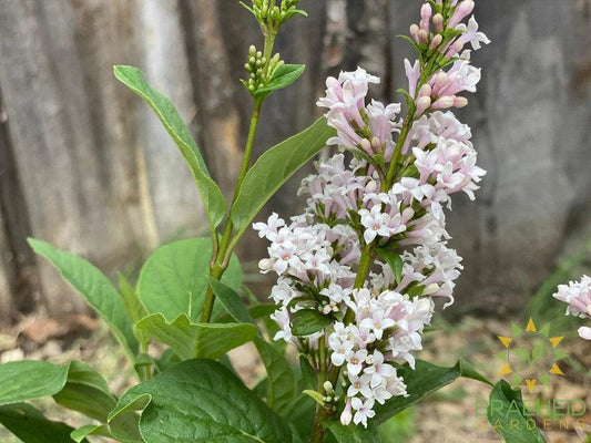 Villosa Late Lilac