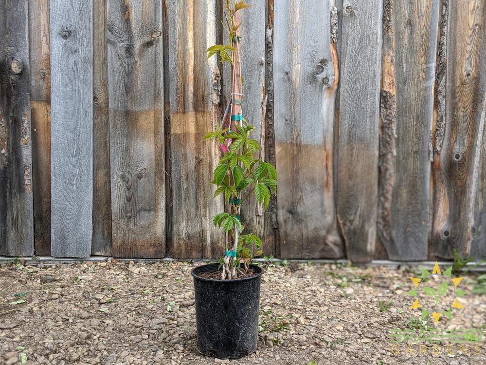Virginia Creeper