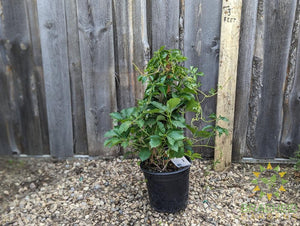 Virginia Creeper