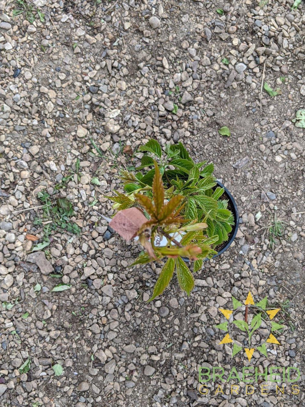 Virginia Creeper