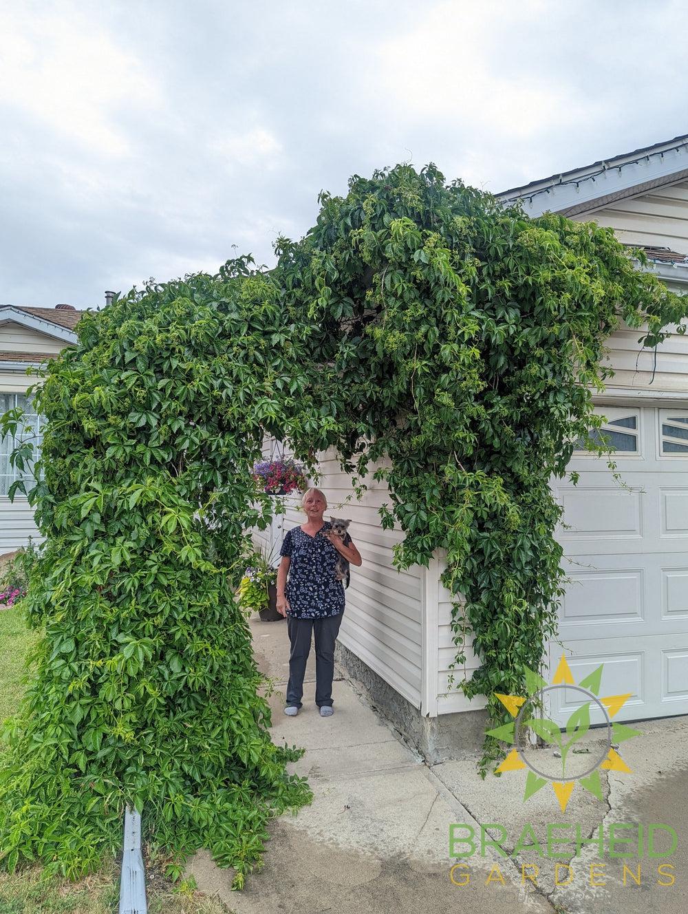 Virginia Creeper