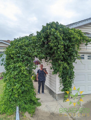 Virginia Creeper