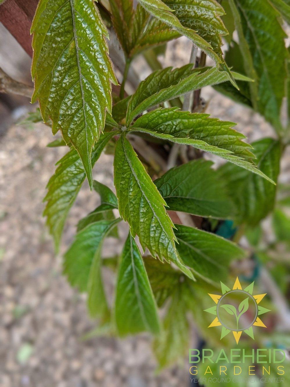 Virginia Creeper