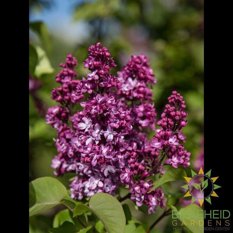 Virtual Violet™ Lilac