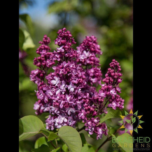 Virtual Violet™ Lilac