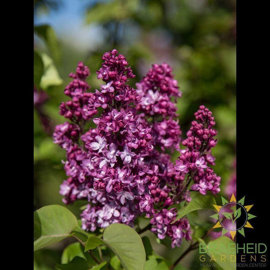 Virtual Violet™ Lilac