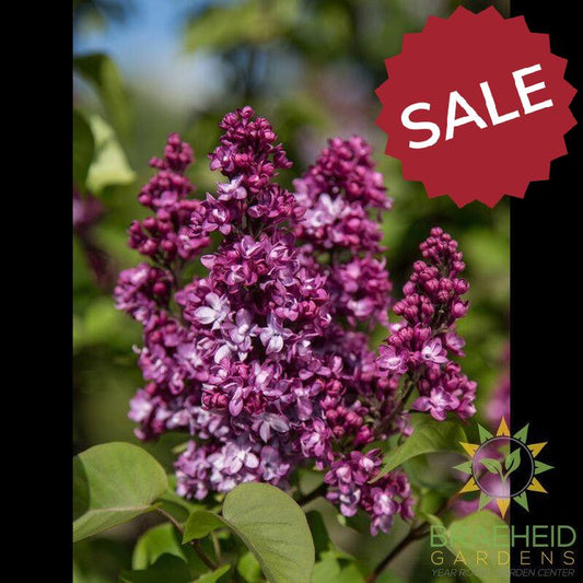 Virtual Violet™ Lilac