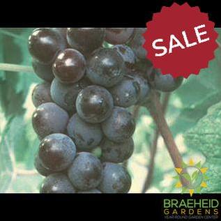 🍇 Auction #4 – Your Cold-Hardy Berry & Grape Collection (Zone 2–3)