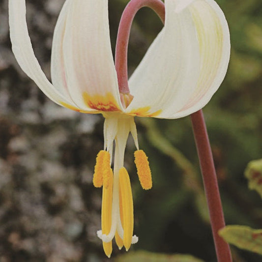 White Fawn Lily