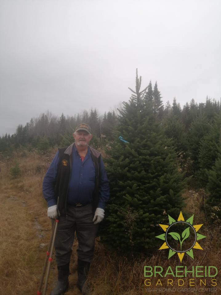 Premium Canadian-grown balsam fir trees at a Nova Scotia family tree farm