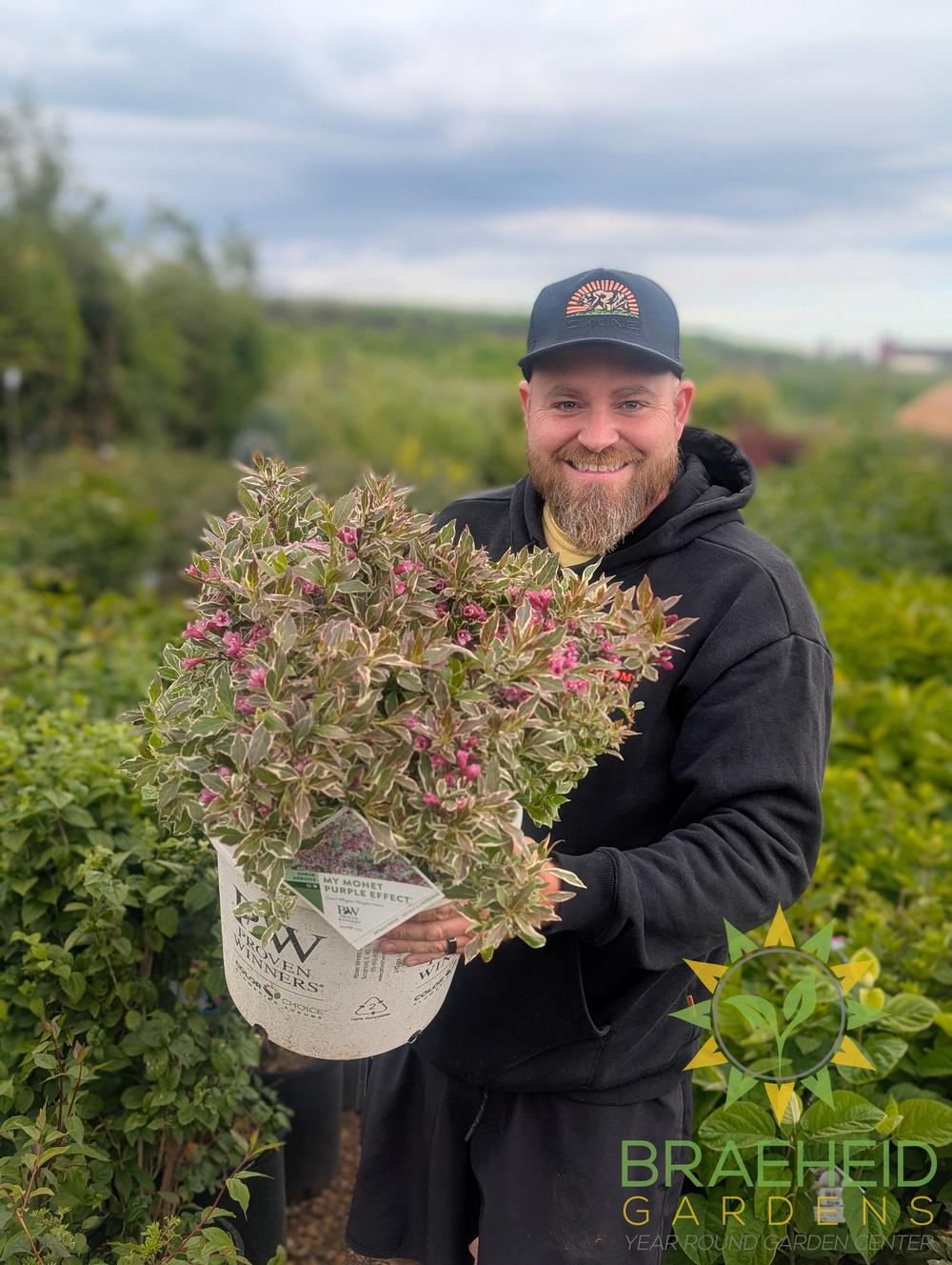 Weigela Florida My Monet Purple Effect