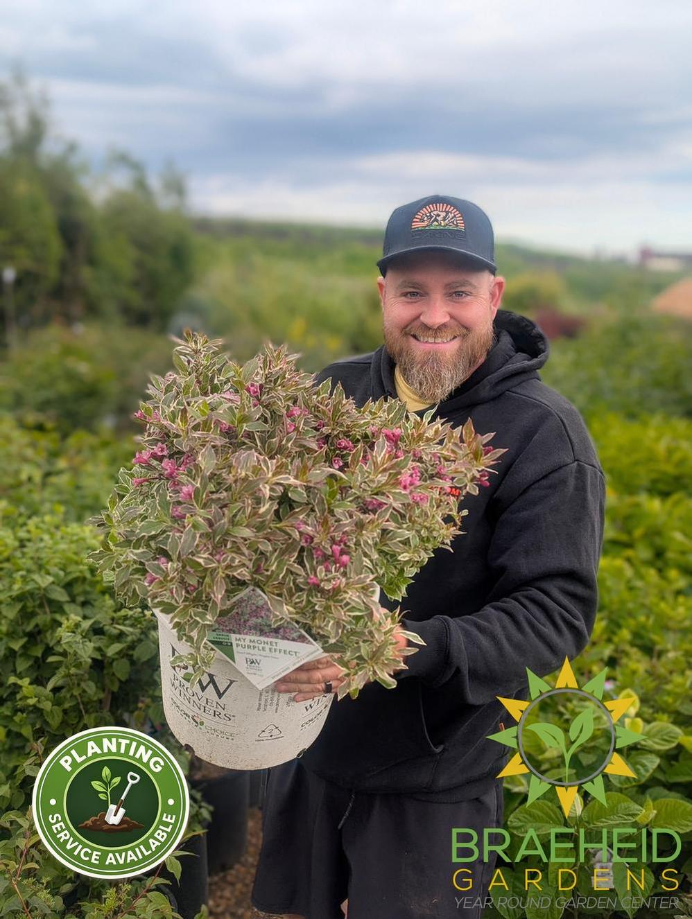 Weigela Florida My Monet Purple Effect