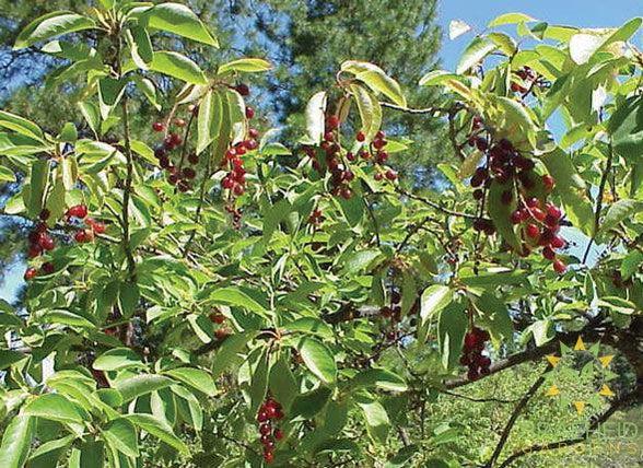 Western Chokecherry