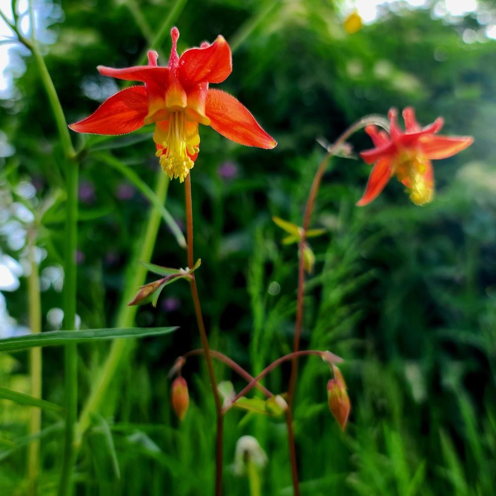 Western Columbine