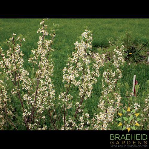 Western Sand Cherry shrub