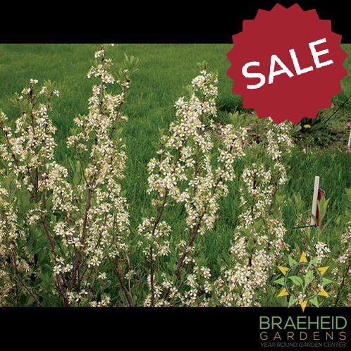 Western Sand Cherry shrub