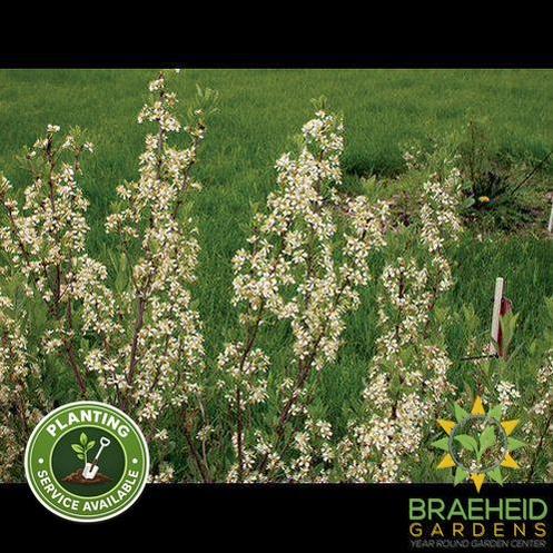 Western Sand Cherry shrub