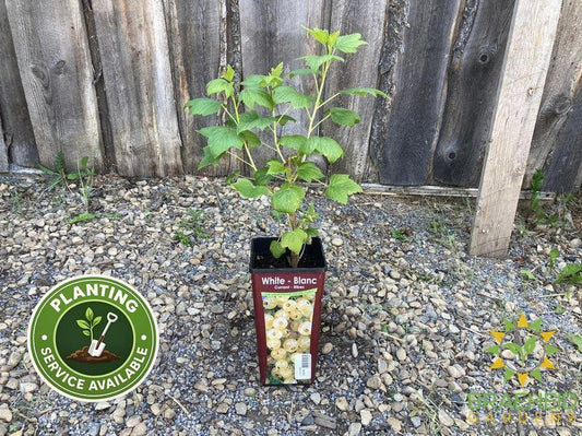 Buy White Currant-Gadellier an Edible Shrub in Grande Prairie Alberta - Braeheid Gardens Ltd.