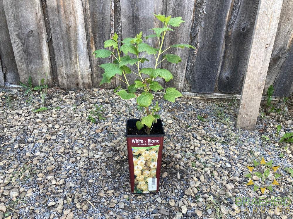 Buy White Currant-Gadellier an Edible Shrub in Grande Prairie Alberta - Braeheid Gardens Ltd.