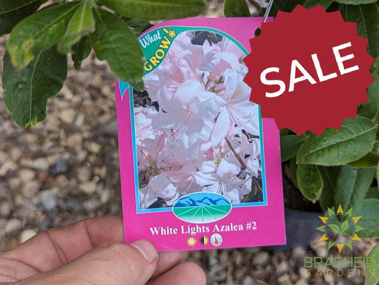 White Lights Azalea