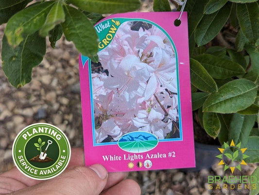 White Lights Azalea