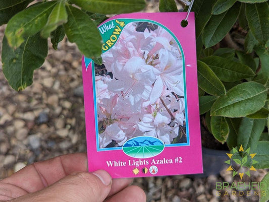 White Lights Azalea