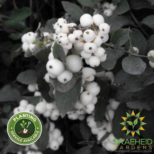 Buy White Snowberry an Shrub in Grande Prairie Alberta - Braeheid Gardens Ltd.