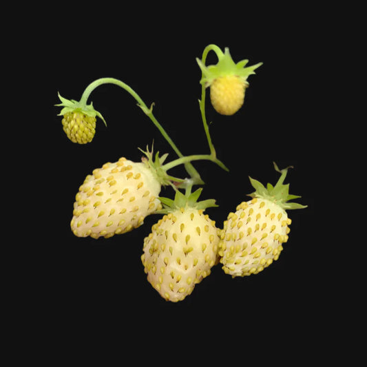 White Alpine Strawberry