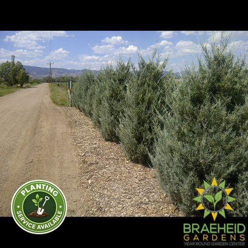 Wichita Blue Juniper