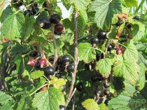 Wild Black Currant