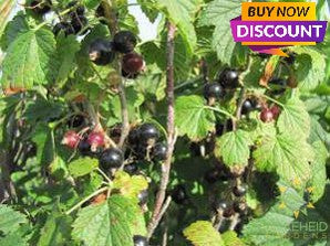 Wild Black Currant