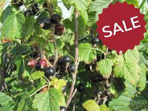 Buy Wild Black Currant an Edible Shrub in Grande Prairie Alberta - Braeheid Gardens Ltd.