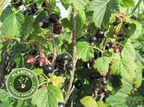 Buy Wild Black Currant an Edible Shrub in Grande Prairie Alberta - Braeheid Gardens Ltd.