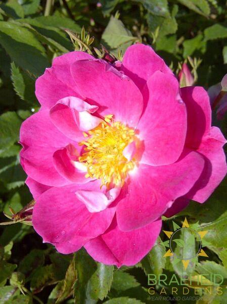 William Baffin Rose
