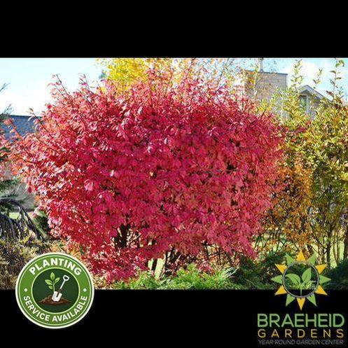 Winged Burning Bush