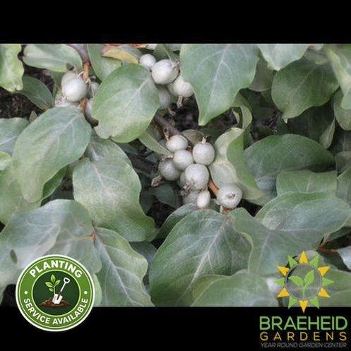 Wolf Willow, Silverberry
