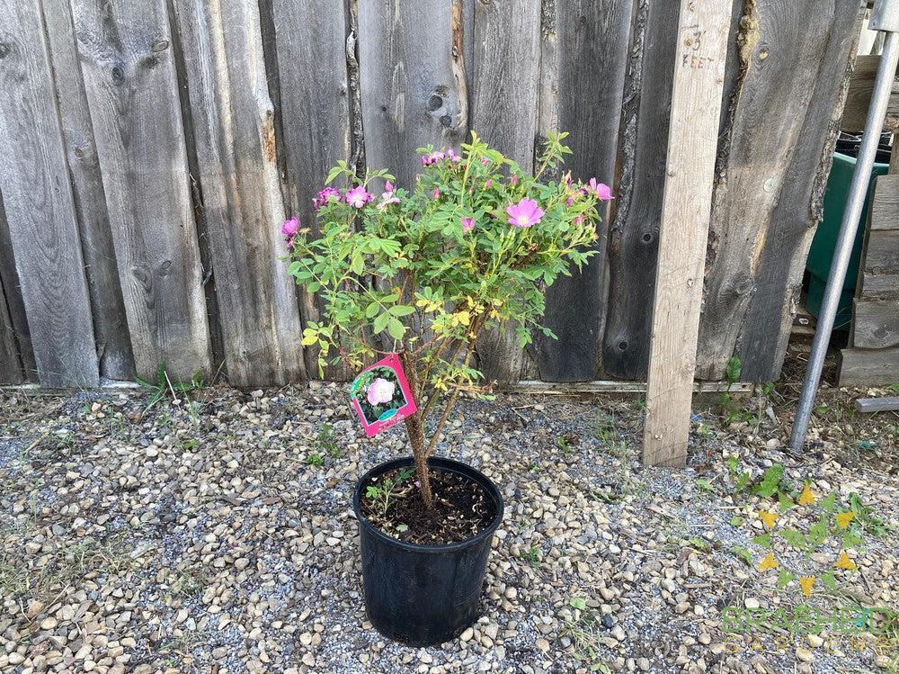 Woods Rose