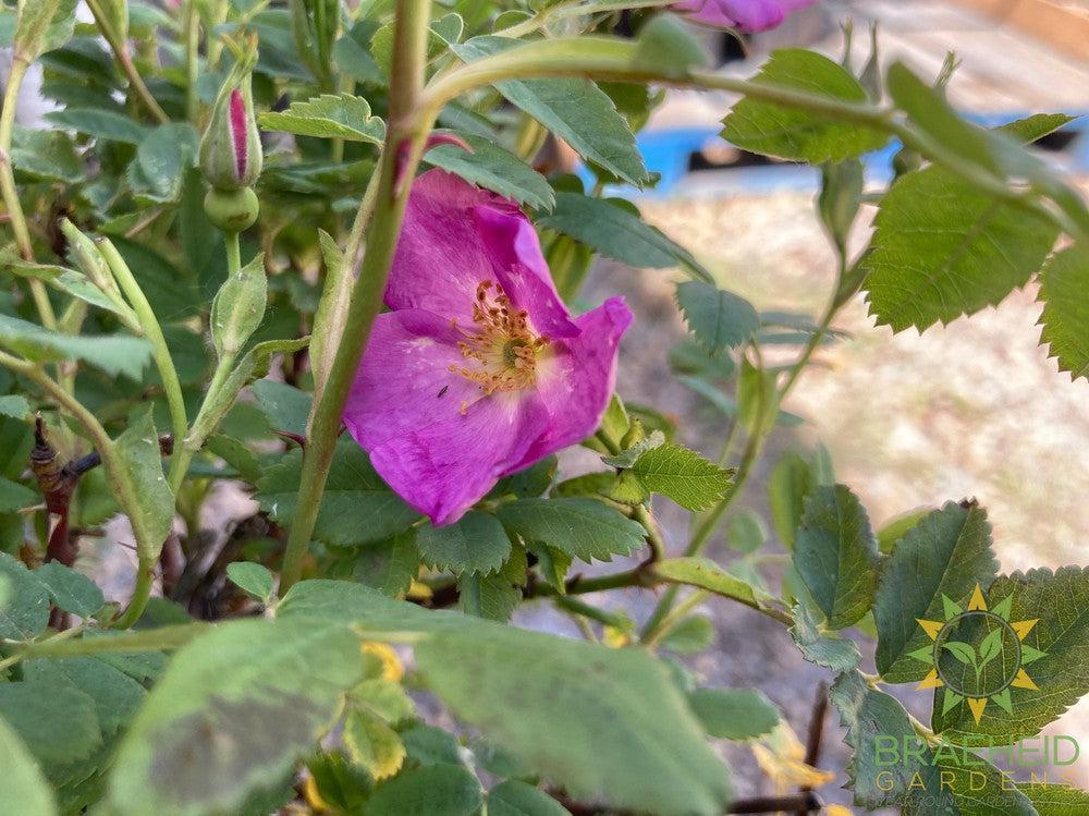 Woods Rose