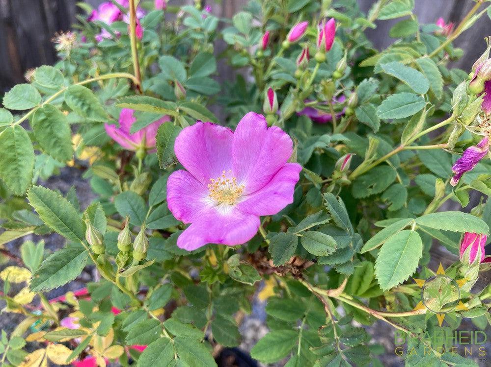 Woods Rose