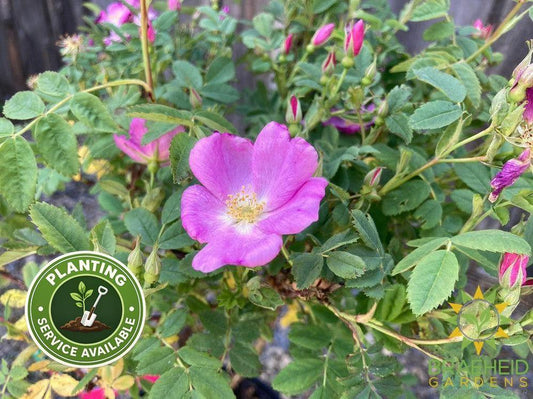 Woods Rose