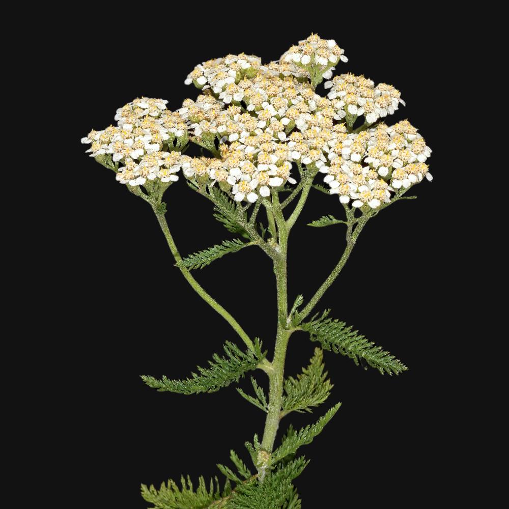Yarrow