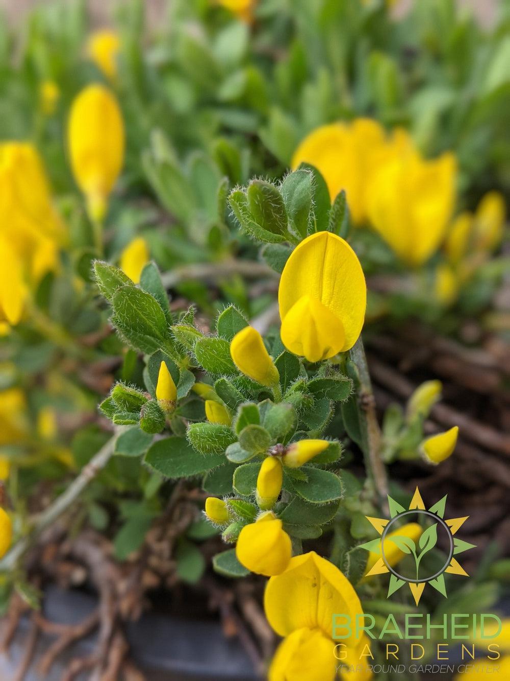 Yellow Broom