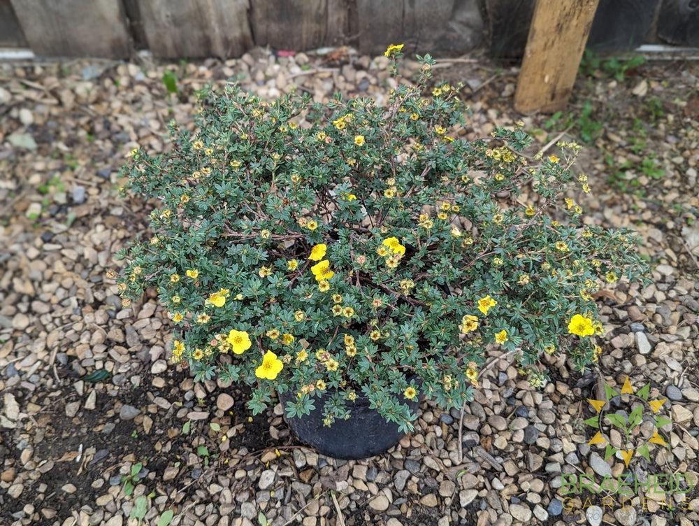 Yellow Gem Potentilla